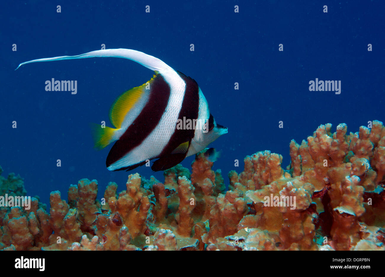 Pennant coralfish anche bannerfish longfin (Heniochus acuminatus), la Grande Barriera Corallina, Queensland, Australia Foto Stock