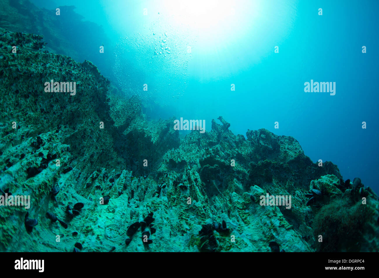 Barracuda Lago, subacquea shot, Bancuan, Naturschutzgebiet Coron, Isole Calamian, Palawan Mimaropa, Filippine Foto Stock