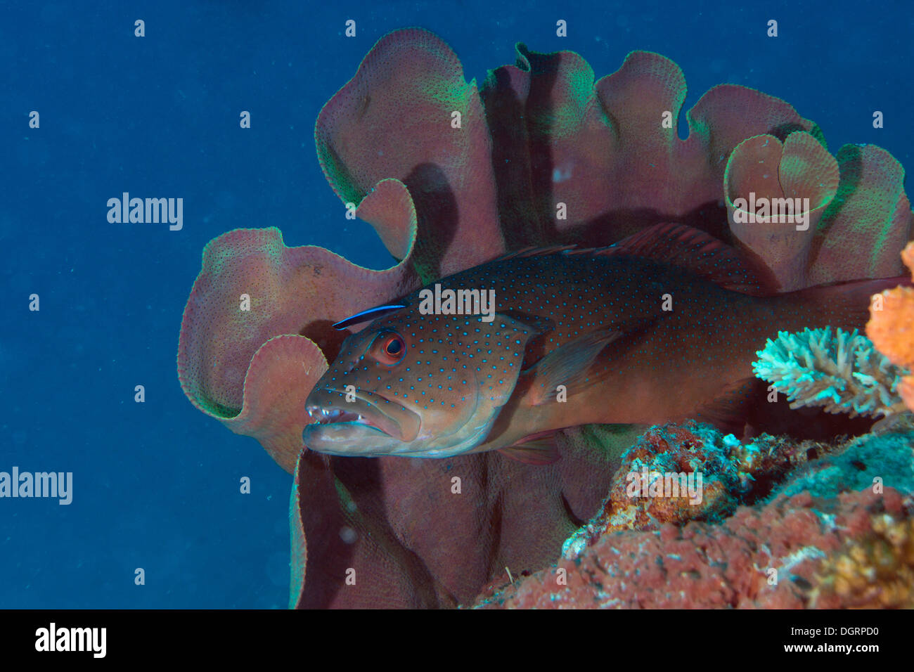 Blue-rigato Trota corallina o Highfin Coral raggruppatore (Plectropomus oligacanthus) con un pulitore di pesci su una scogliera, di fronte a un Foto Stock