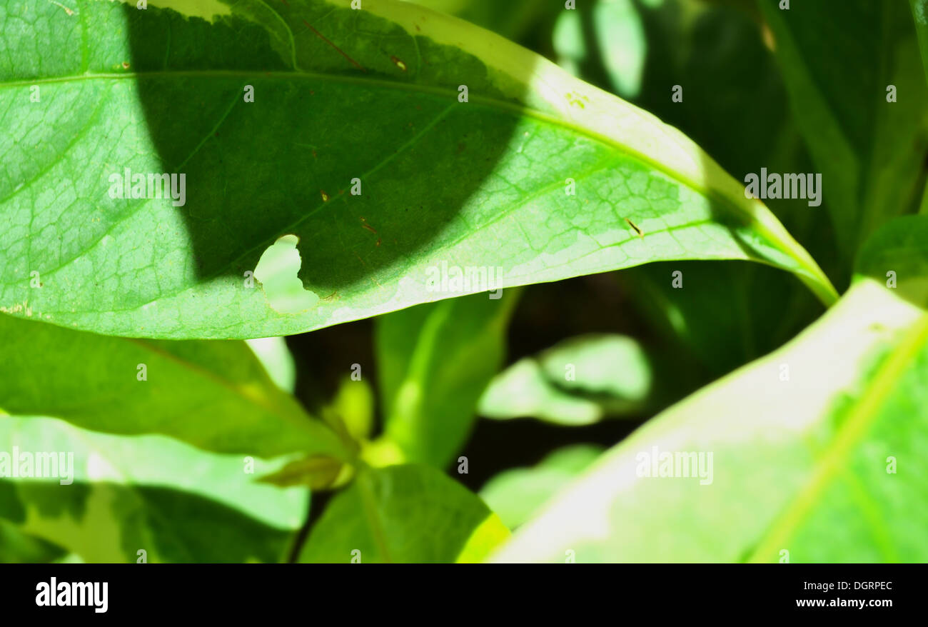 Foglie verdi in un giorno di pioggia. Foto Stock