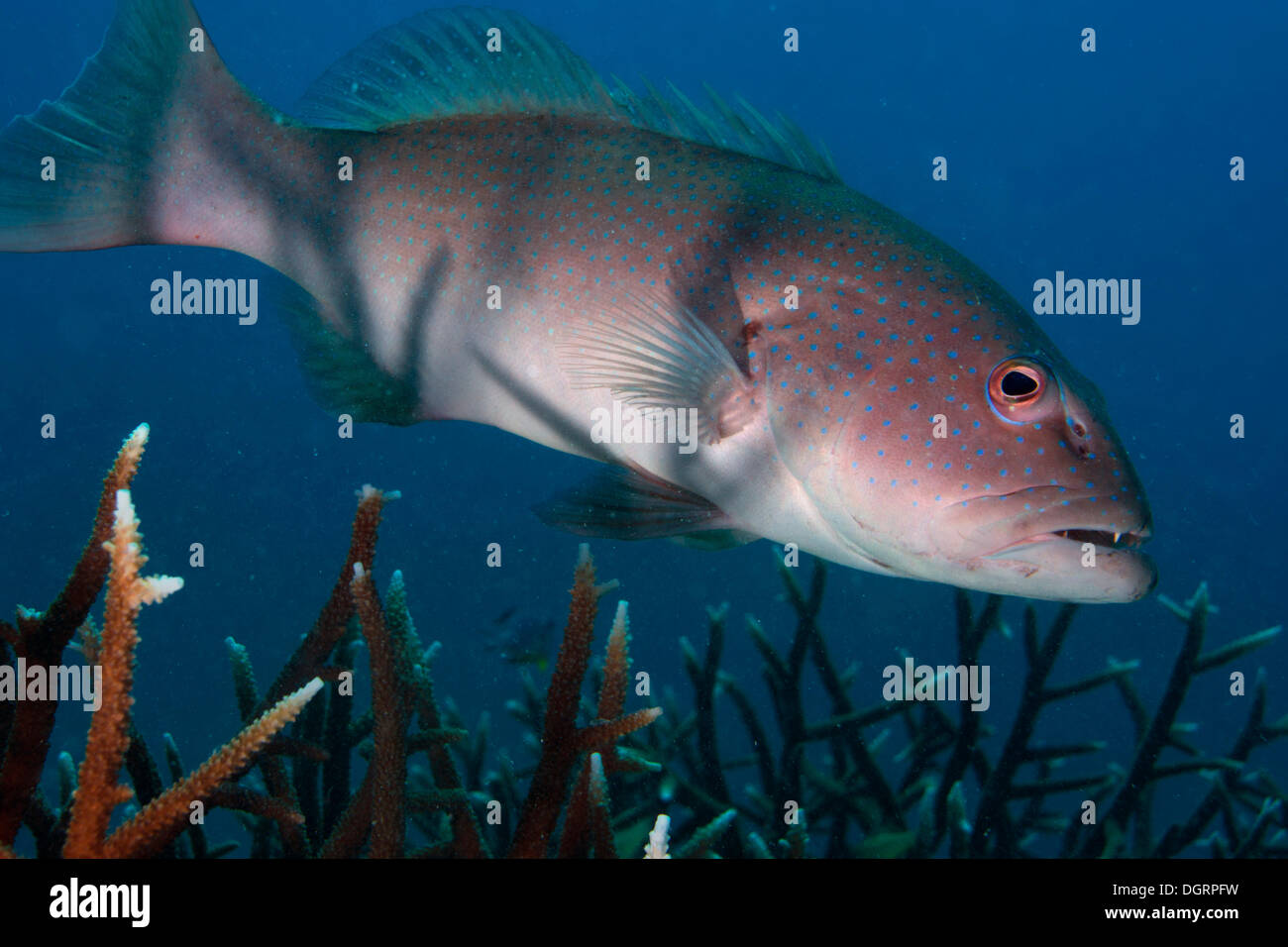 Blue-rigato Trota corallina o Highfin Coral raggruppatore (Plectropomus oligacanthus) in un reef, Balnek, Palawan BUSUANGA Island Foto Stock