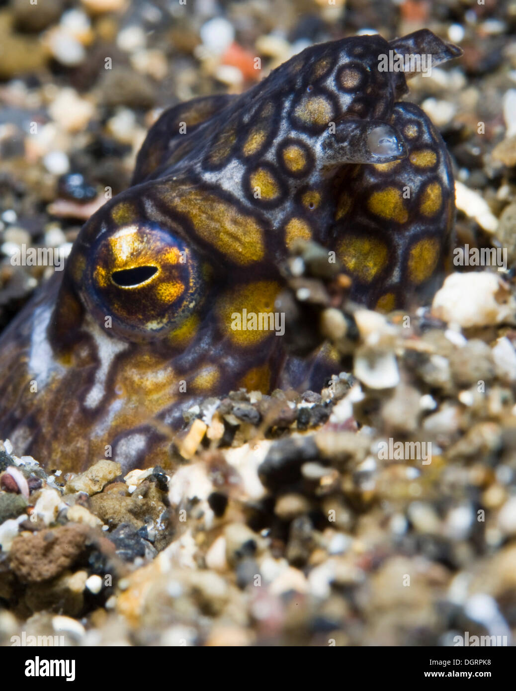 Napoleone snake anguilla (Ophichthus bonaparti), Palawan Mimaropa, Filippine Foto Stock