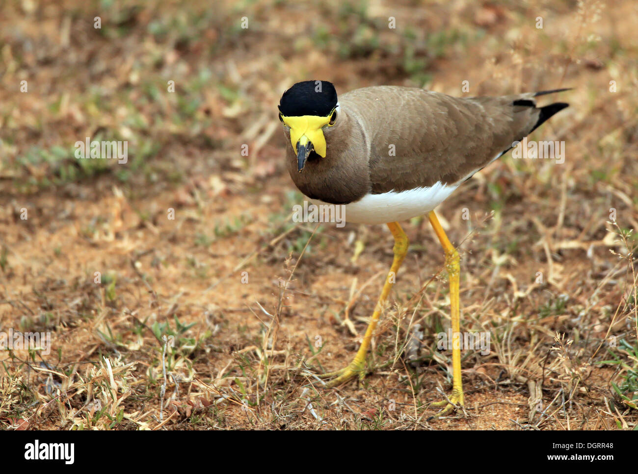 Giallo-wattled Pavoncella (Vanellus Malabaricus), Yala National Park, Sri Lanka Foto Stock