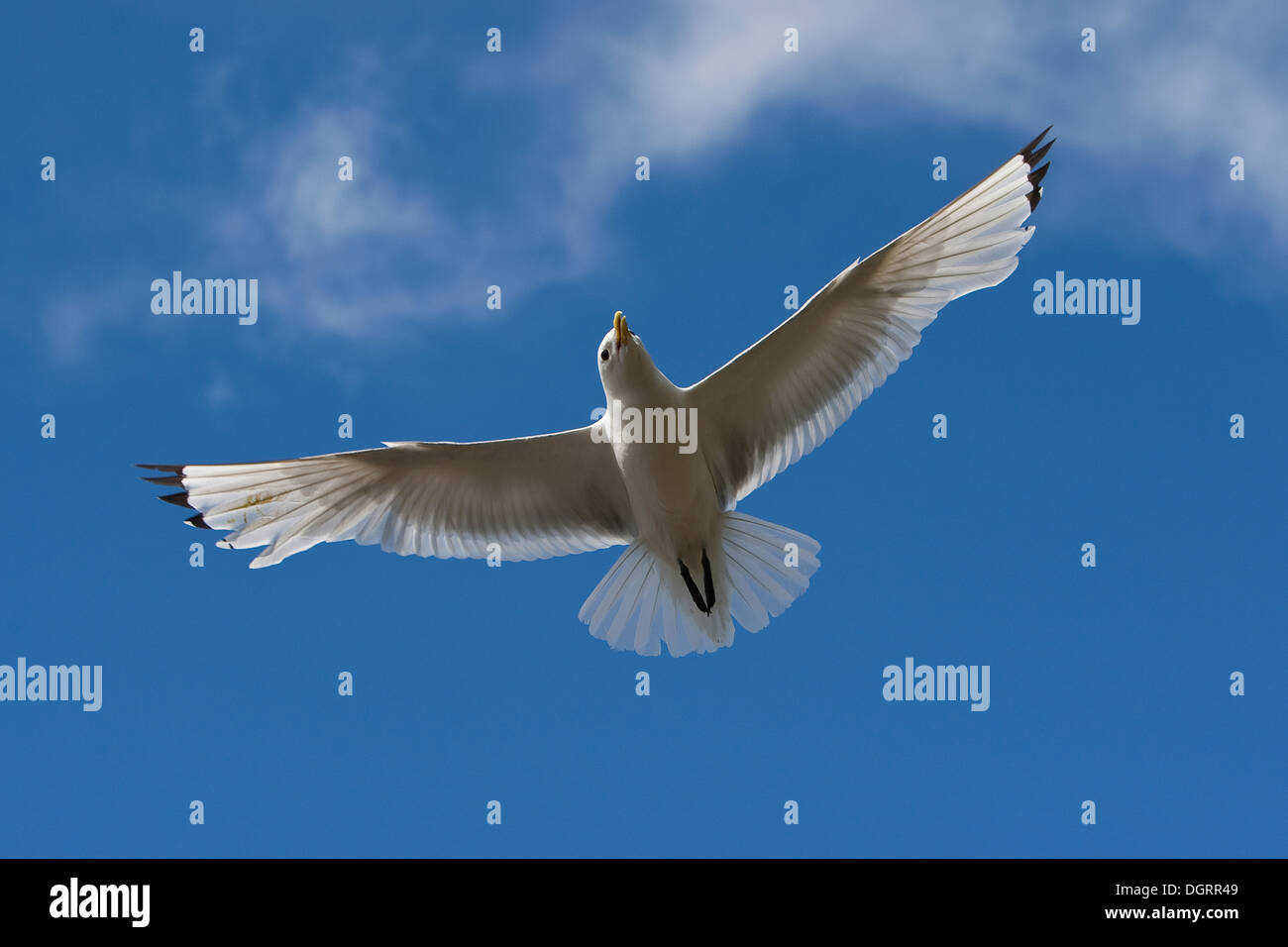 Kittiwake, sea gull, di gabbiano, volo, Dreizehenmöwe, societé Flug, Flugbild, Dreizehen-Möwe, Dreizehenmöve, Möwe, Rissa tridactyla Foto Stock