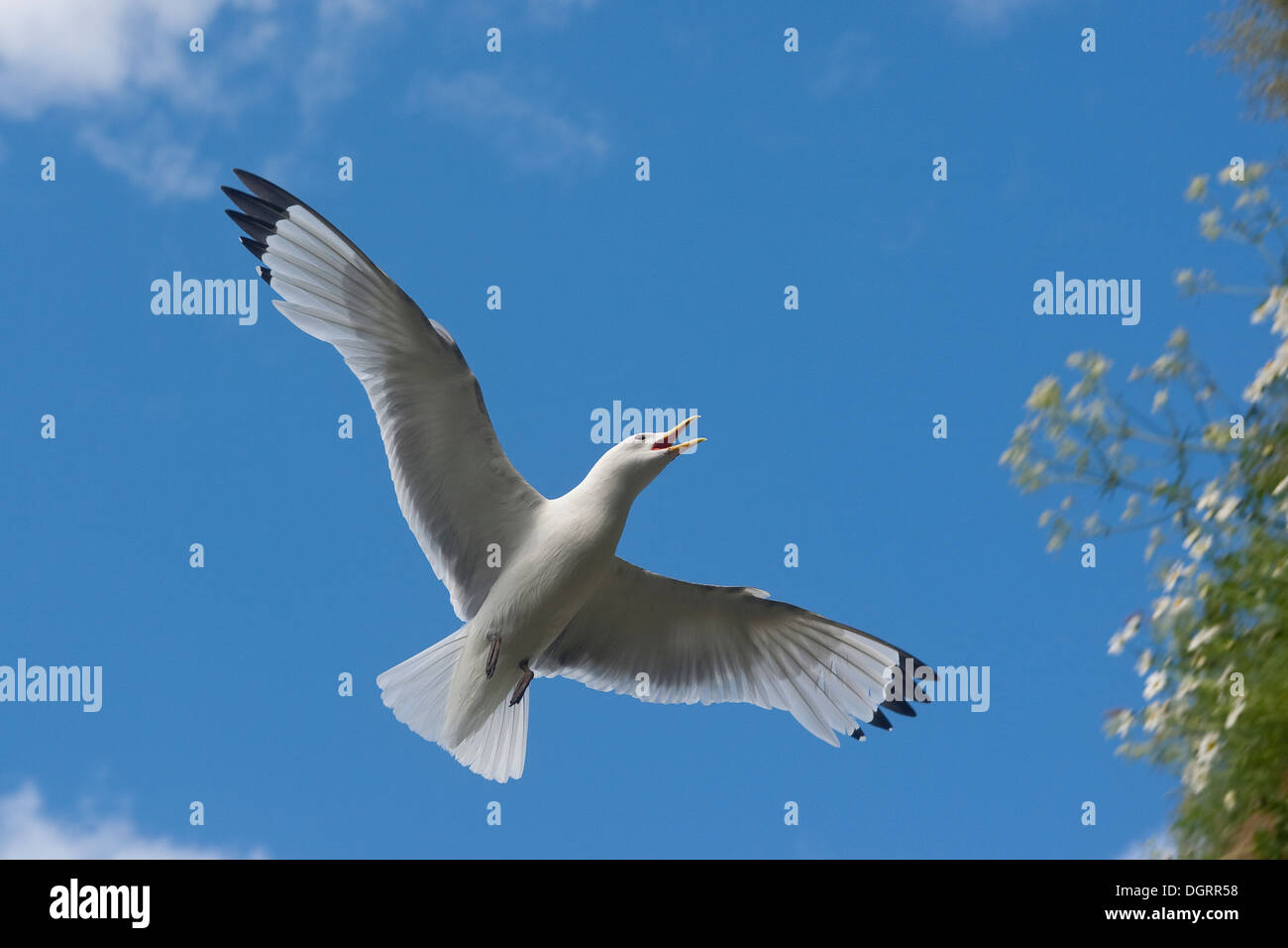 Kittiwake, sea gull, di gabbiano, volo, Dreizehenmöwe, societé Flug, Flugbild, Dreizehen-Möwe, Dreizehenmöve, Möwe, Rissa tridactyla Foto Stock