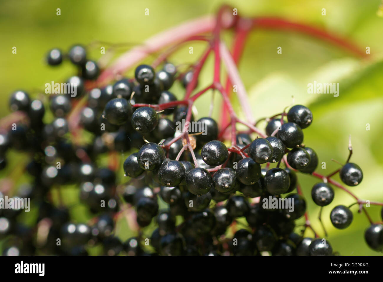 Sambuco nero Foto Stock