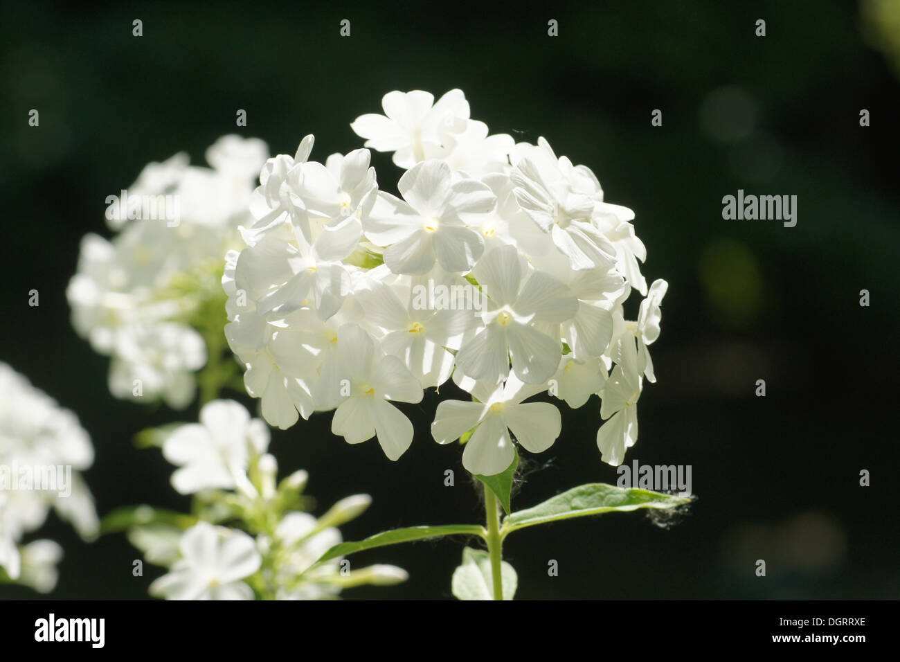 Phlox Foto Stock