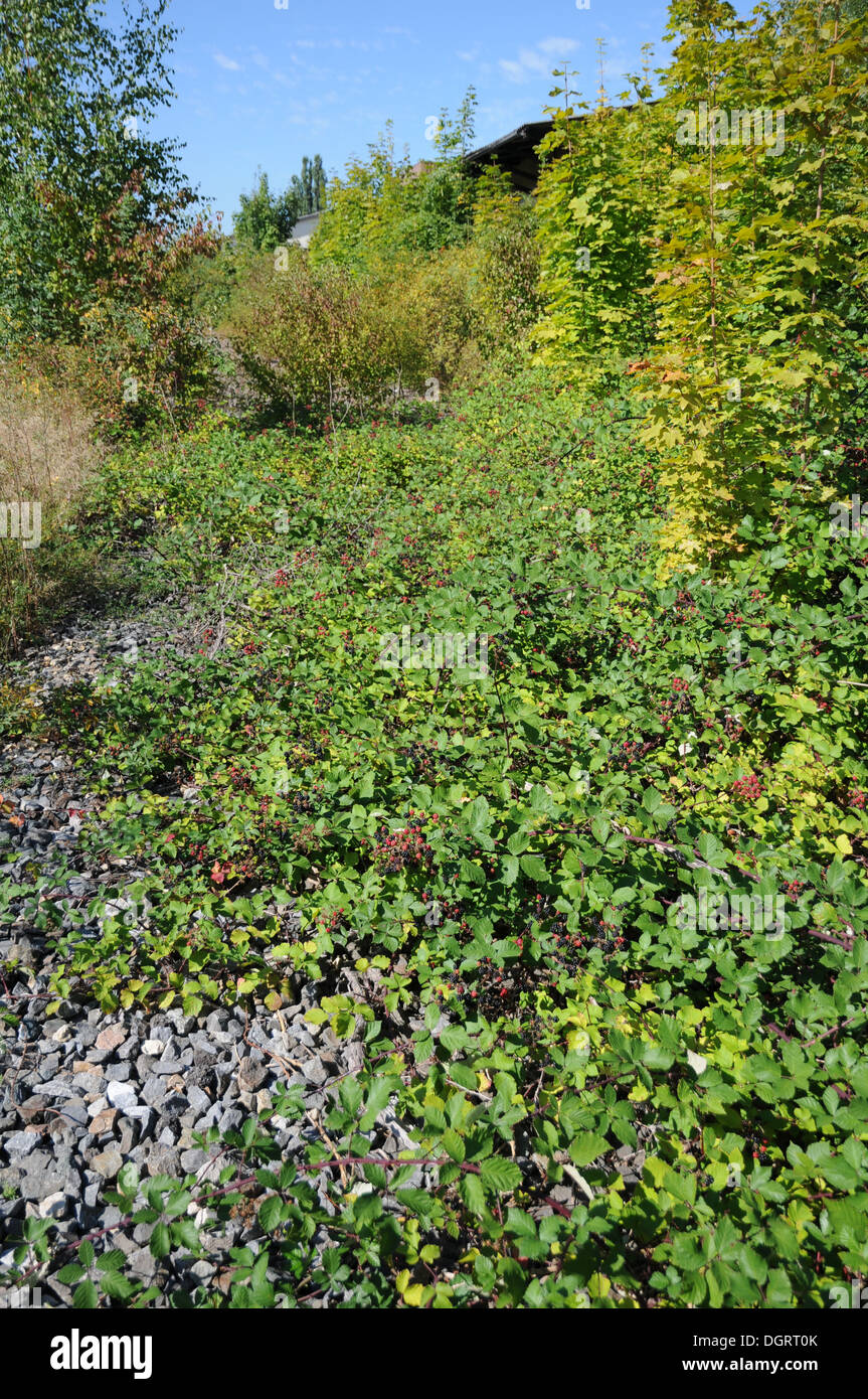 Bacca nera Foto Stock