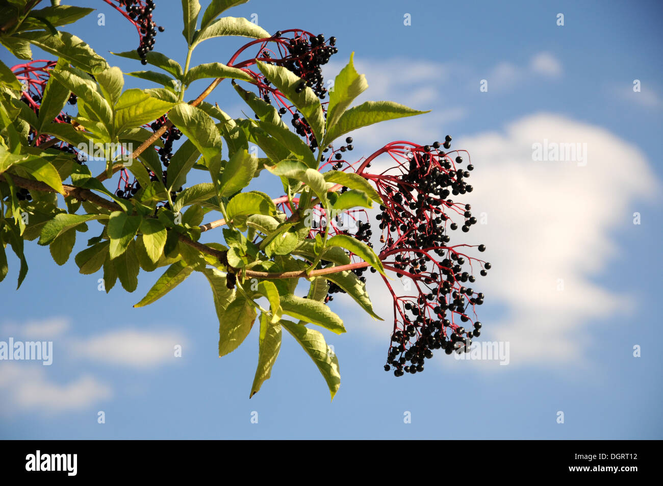 Sambuco nero Foto Stock