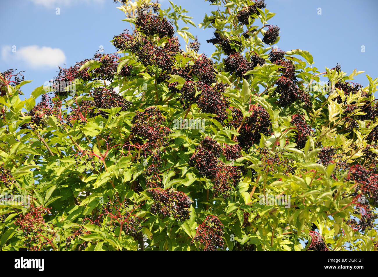 Sambuco nero Foto Stock