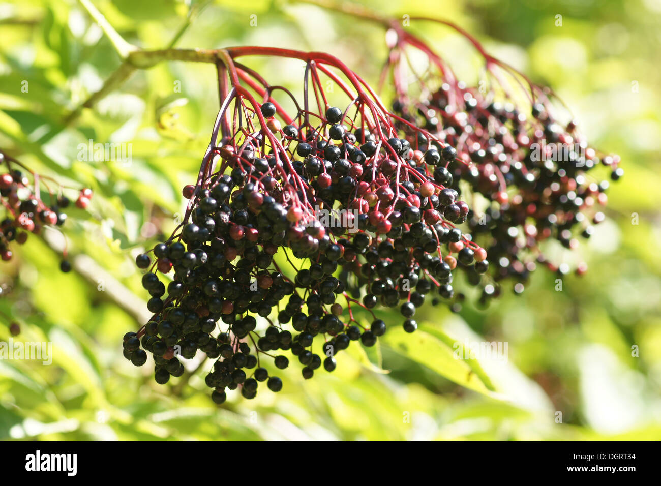 Sambuco nero Foto Stock