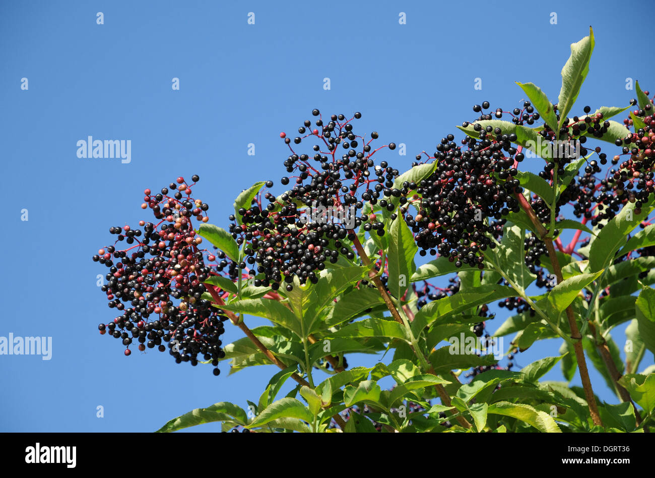 Sambuco nero Foto Stock