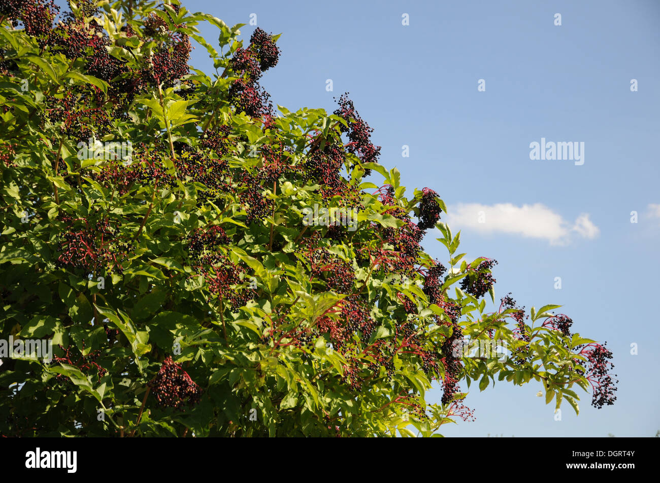 Sambuco nero Foto Stock