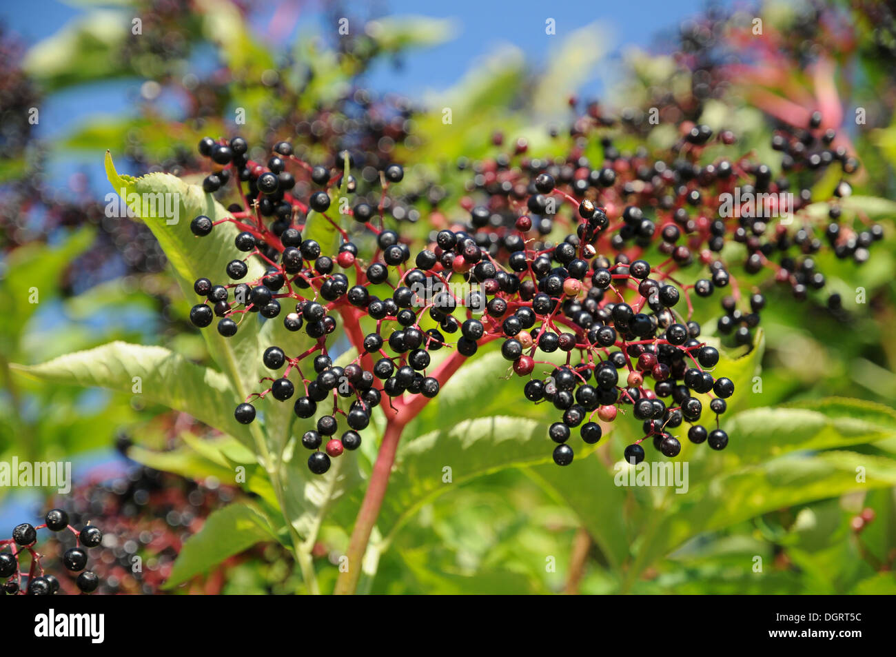 Sambuco nero Foto Stock