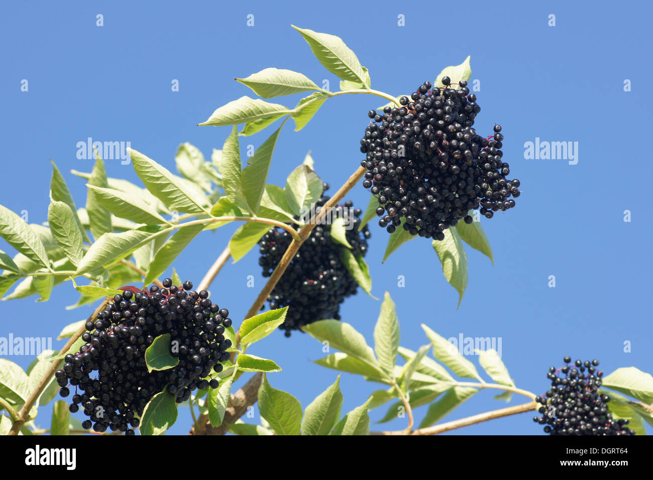 Sambuco nero Foto Stock