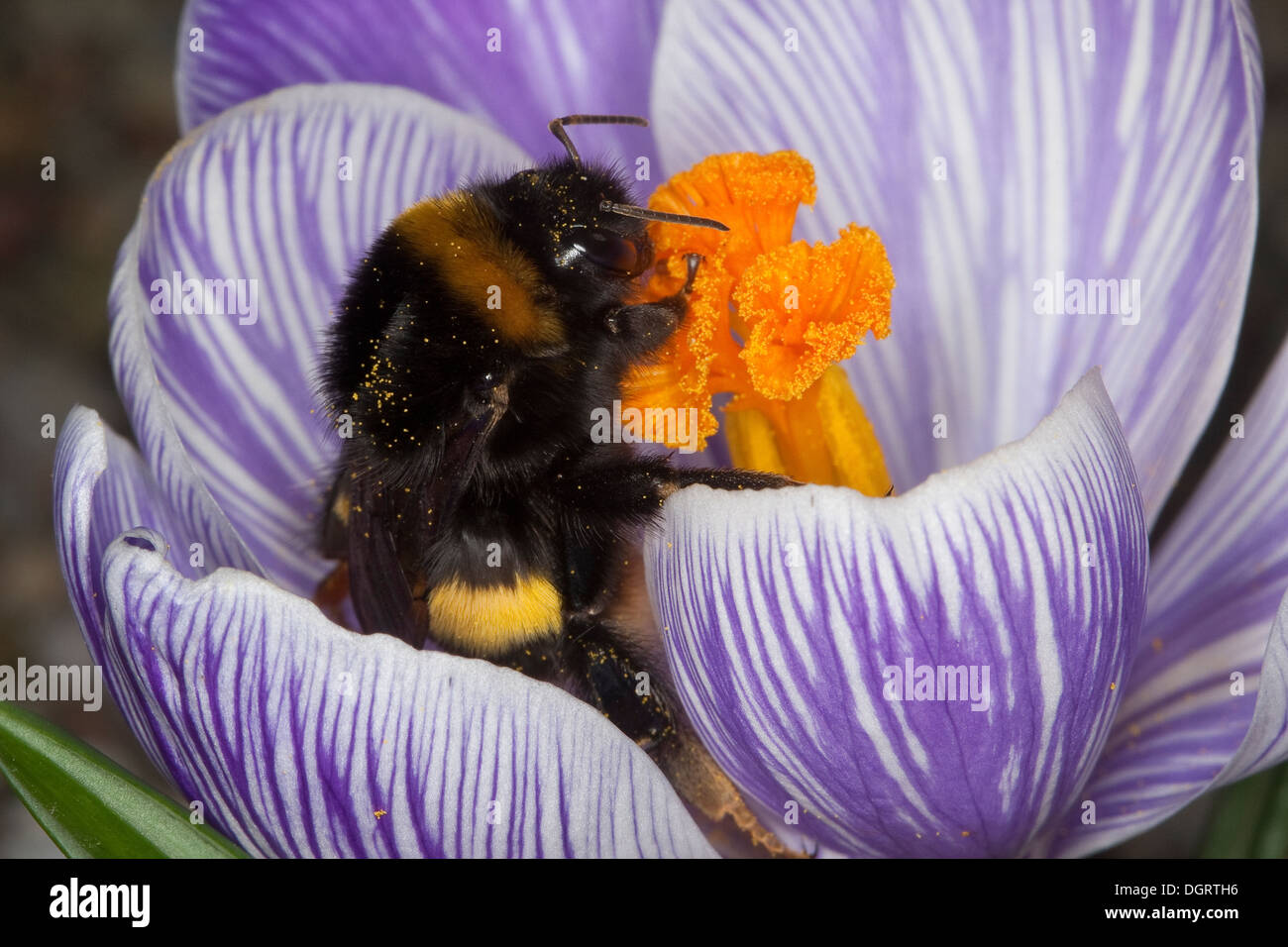 Buff-tailed Bumble Bee, terra di grandi dimensioni a Bumblebee, Dunkle Erdhummel, Porträt, Ritratto, Bombus terrestris Foto Stock