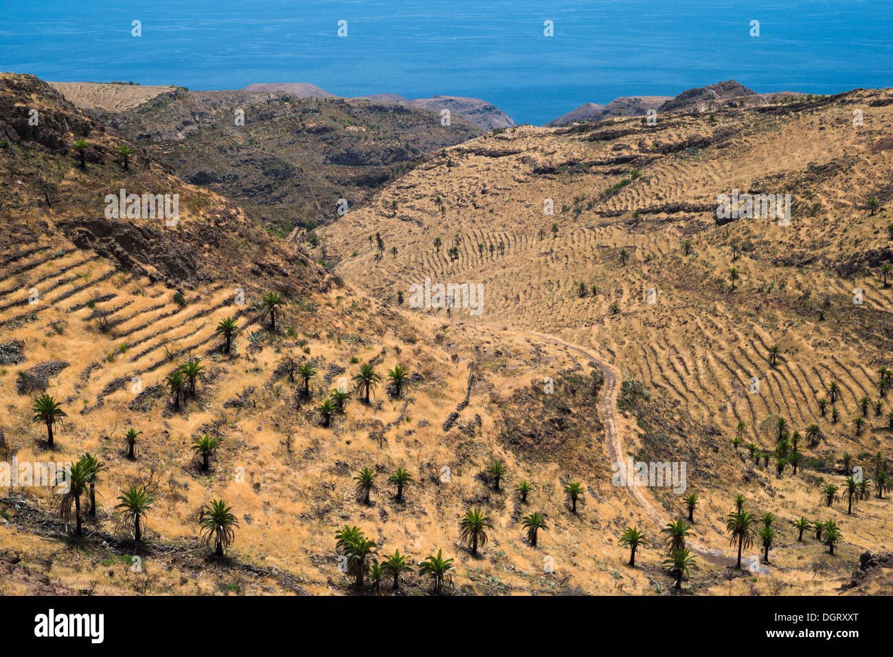 I terrazzi agricoli e delle Canarie palme nella regione arida del sud dell'isola di La Gomera, isole Canarie, Spagna Foto Stock