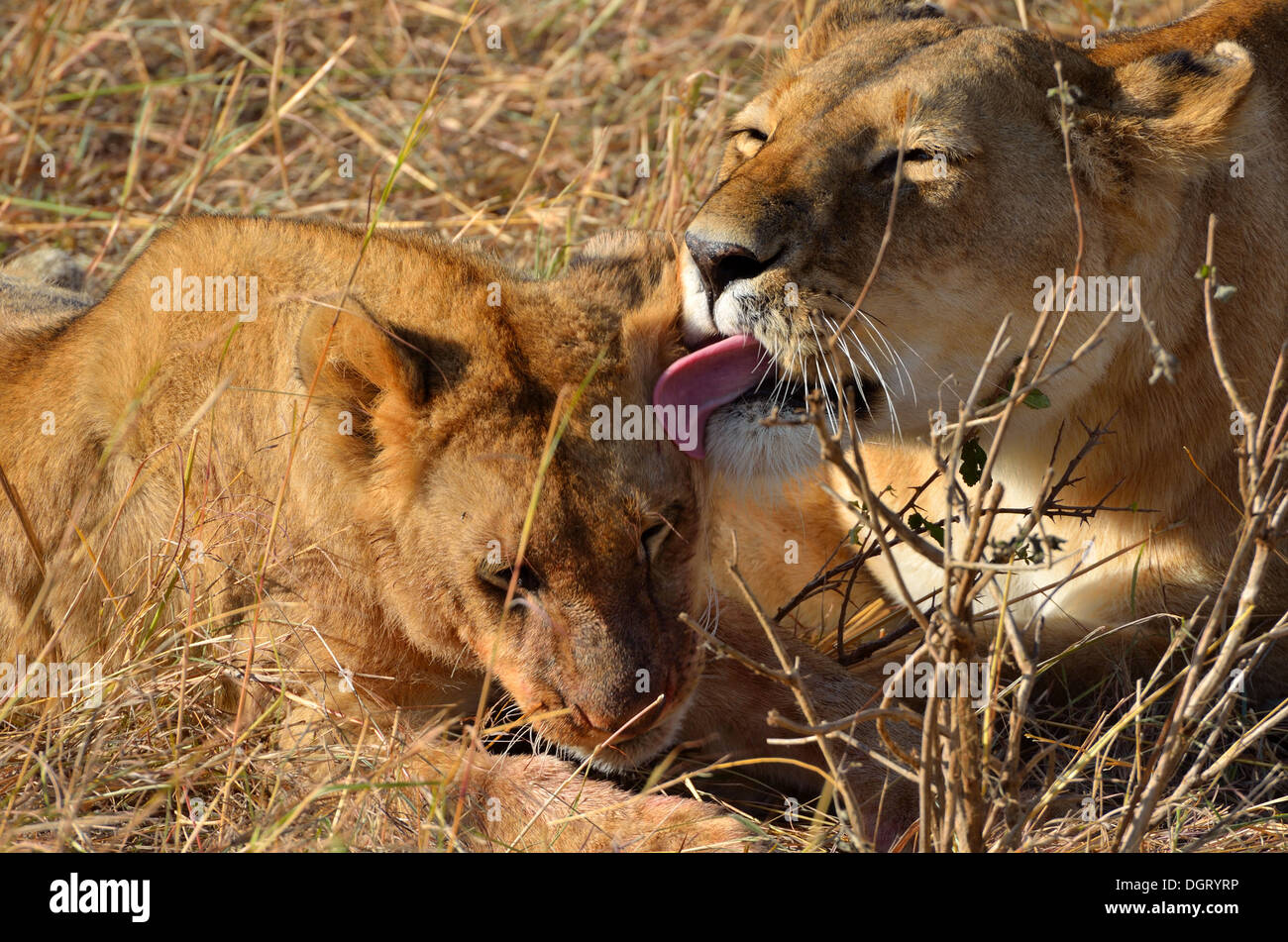 Due giovani leoni leccare nel Masai Mara, Kenya Foto Stock