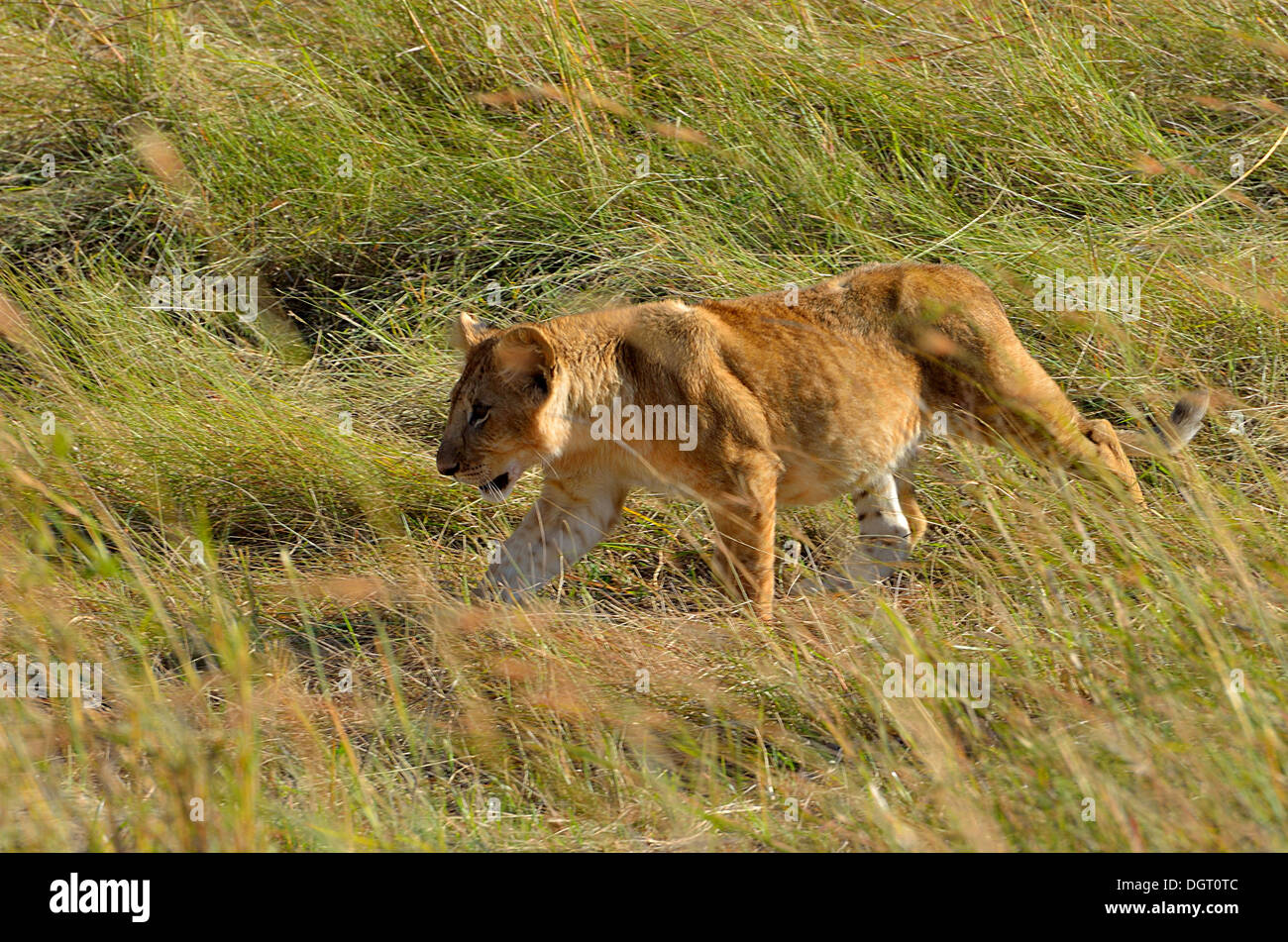 Lion cub nel Masai Mara, Kenya Foto Stock