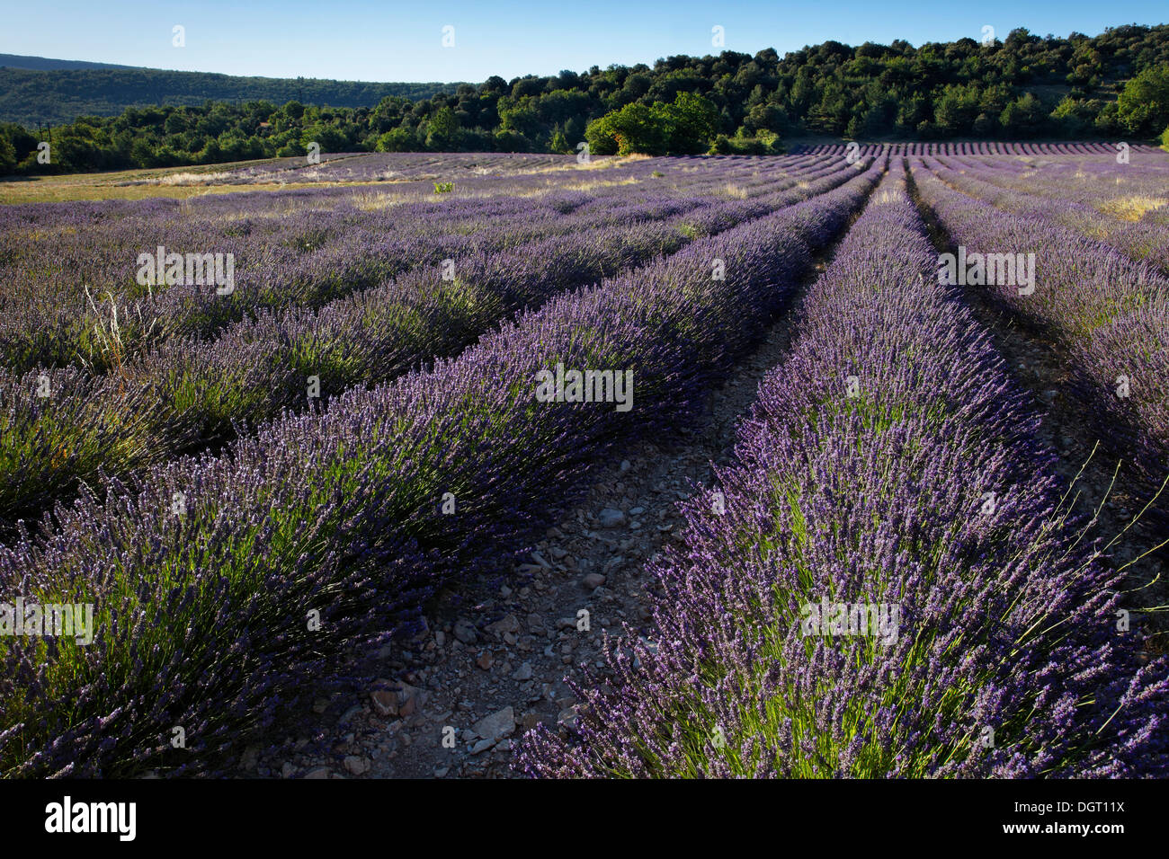 Campi di lavanda nei pressi del villaggio di montagna di Banon, Forcalquier, regione della Provenza, Département Alpes-de-Haute-Provence, Francia Foto Stock