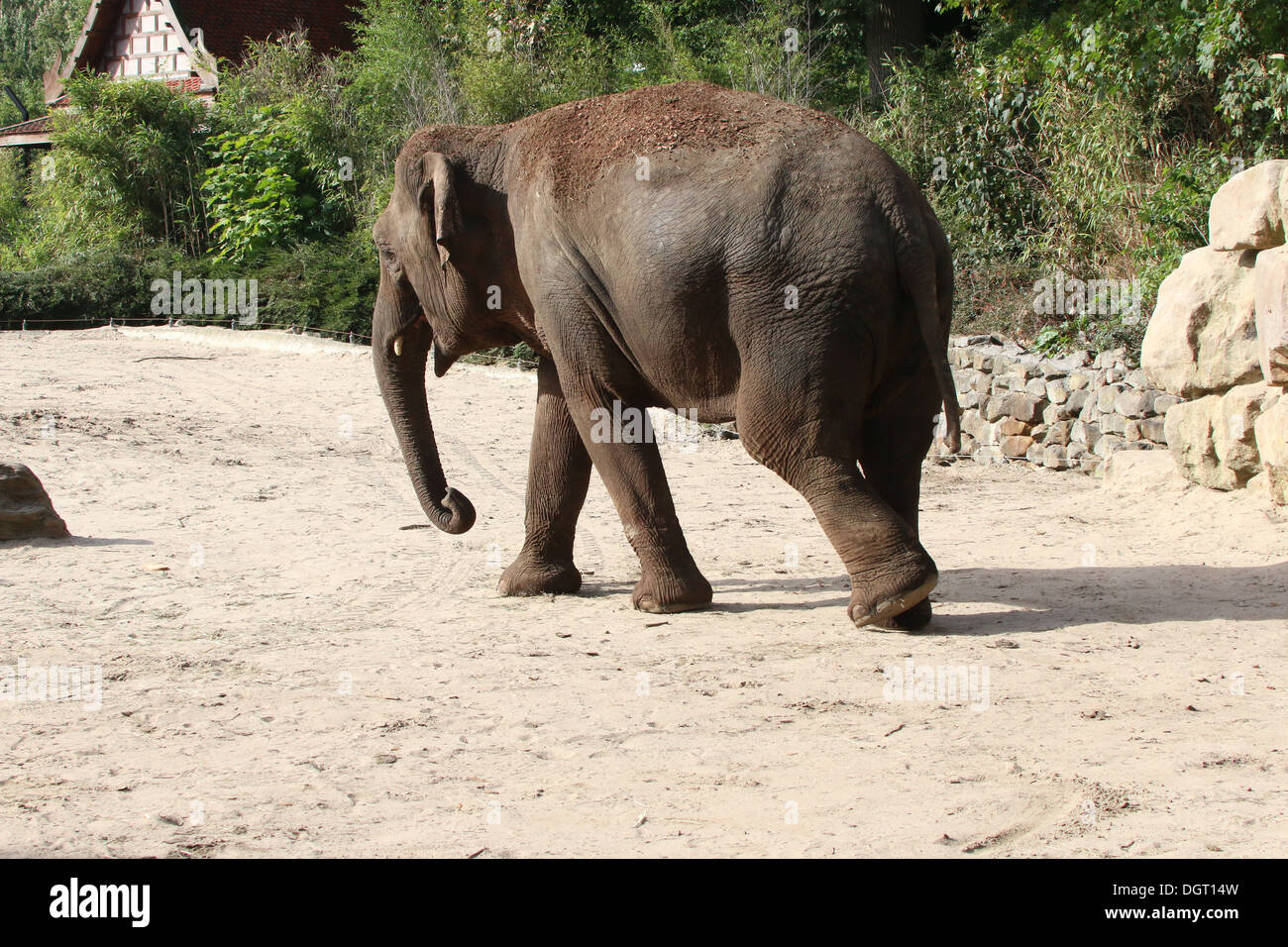 Elefante asiatico (Elephas maximus) di estensione Foto Stock