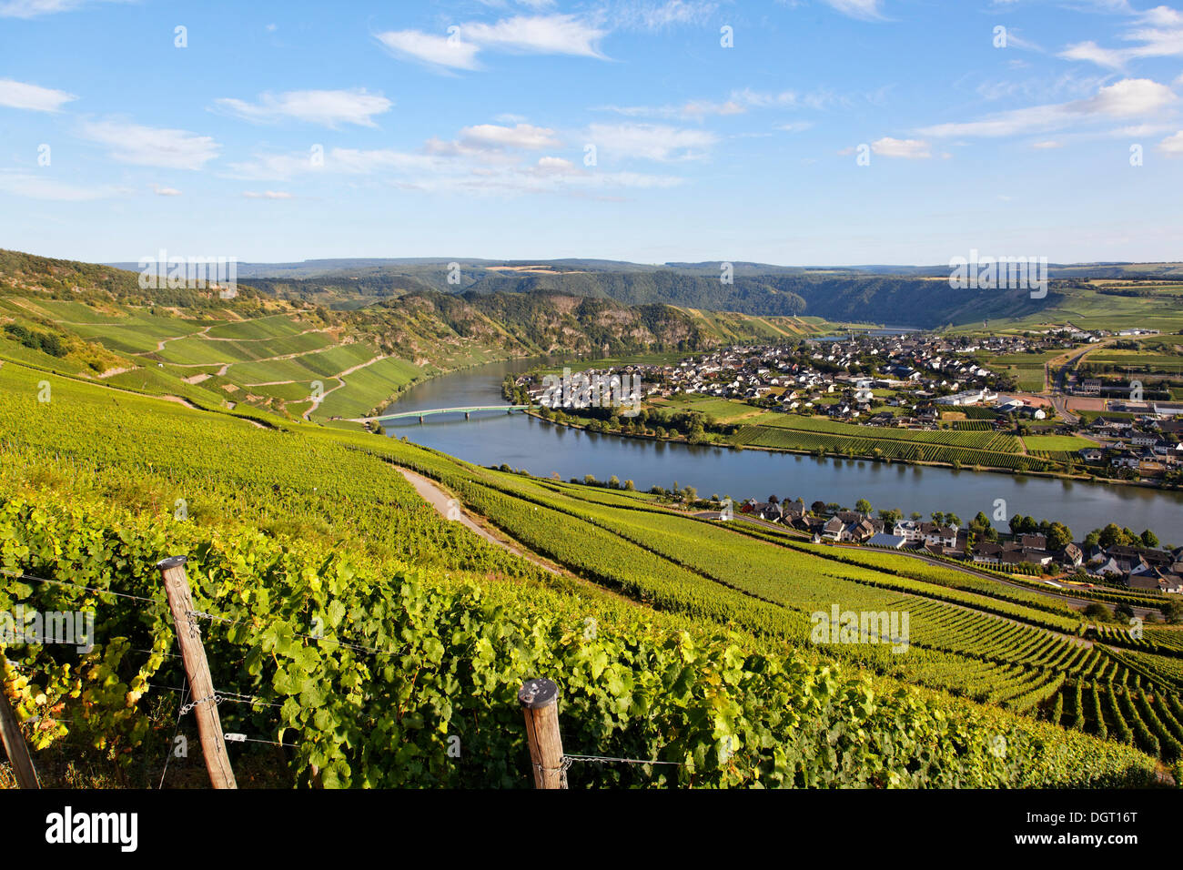 Vigneti lungo il fiume Moselle, sopra Piesport, Bernkastel-Kues, Renania-Palatinato Foto Stock
