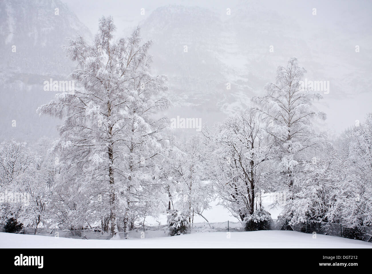 Argento betulle molla dopo la tempesta di neve, Pirenei Foto Stock