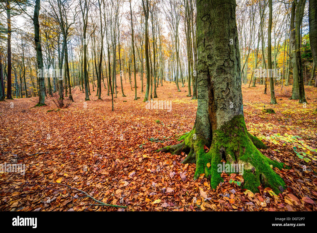 Sunrise in autunno il faggio e il bosco di querce Foto Stock