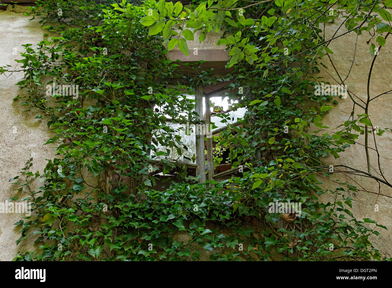 Ivy-placcati rovine della La Pipée fabbrica, Fontenoy-le-Château, Epinal, Lorena, dipartimento Vosges, Francia Foto Stock