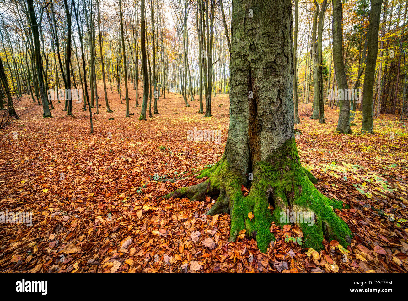 Sunrise in autunno il faggio e il bosco di querce Foto Stock