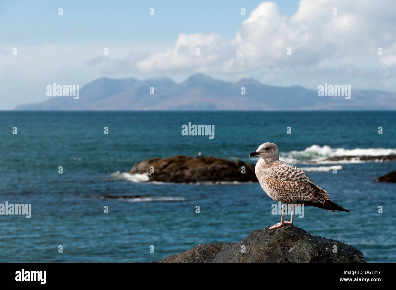 Aringa immaturi gabbiano (Larus argentatus), a Mallaig, regione delle Highlands, Scotland, Regno Unito. L'Isola di rum di dietro. Foto Stock