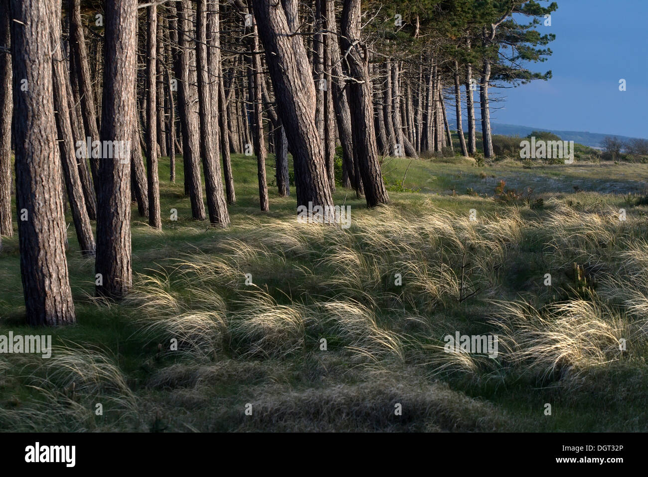 Marram erba con windbent pini nella luce della sera, Neuendorf, Hiddensee isola, Meclemburgo-Pomerania Occidentale Foto Stock