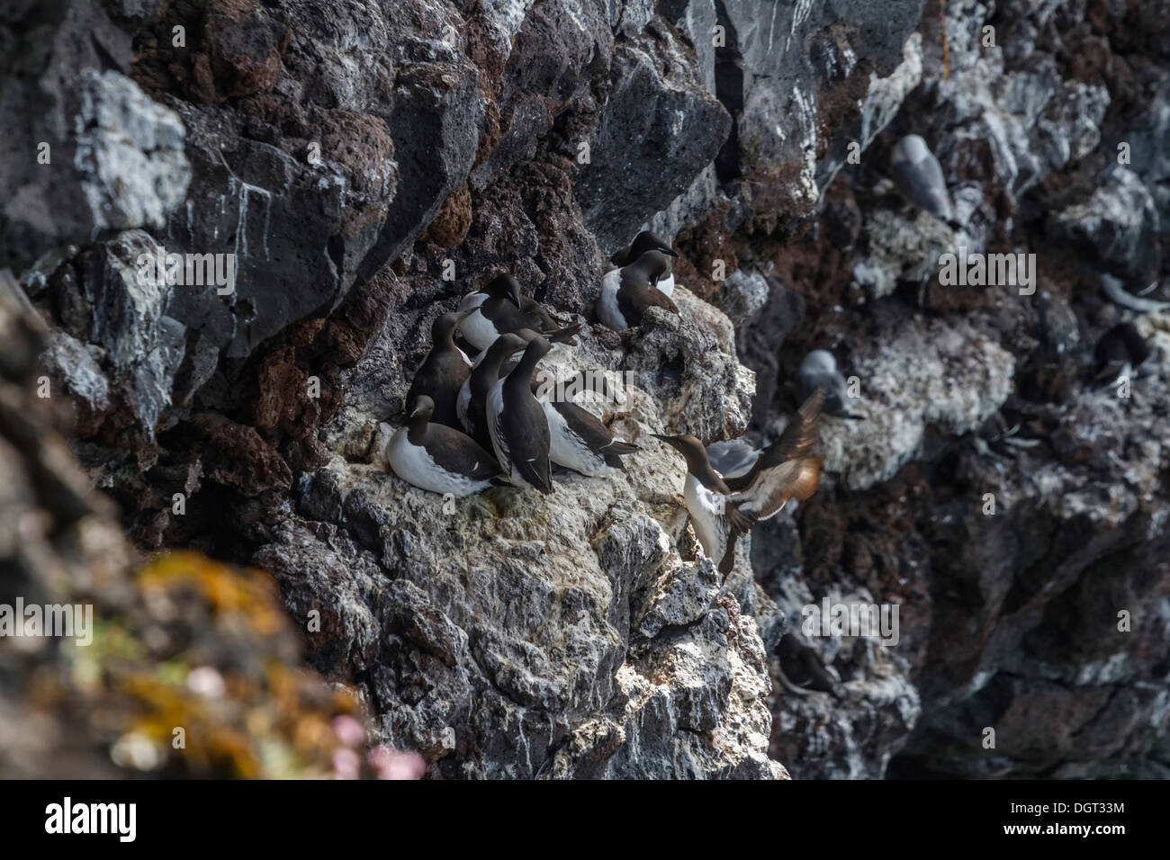 Thick-fatturati murres (Uria lomvia), scogliere di Saxholsbjarg, penisola Snaefellsness, western Islanda, Islanda, Europa Foto Stock