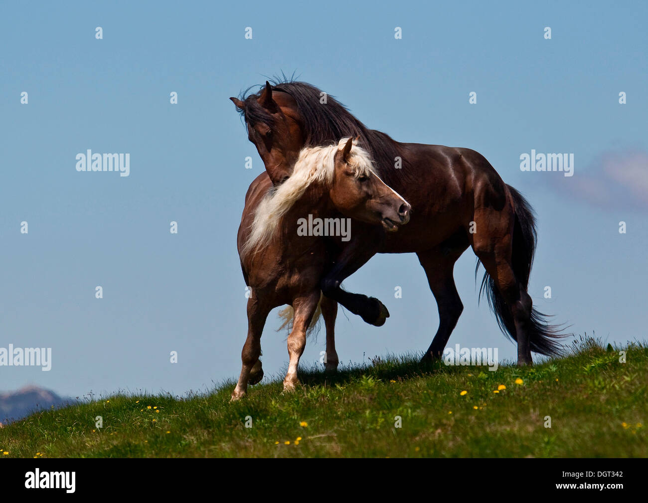 Un cavallo di mordere un altro sul collo, Sommeralm, Stiria, Austria, Europa Foto Stock