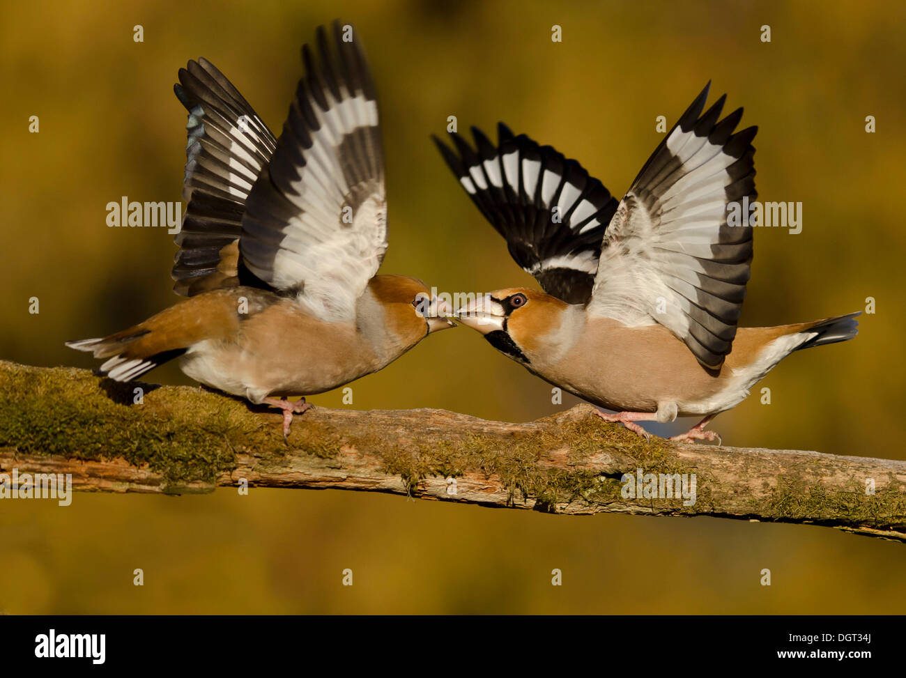 Due maschi di combattimento grosbeak (Coccothraustes coccothraustes) su un ramo, Ilztal comune, Weiz district, Stiria, Austria Foto Stock