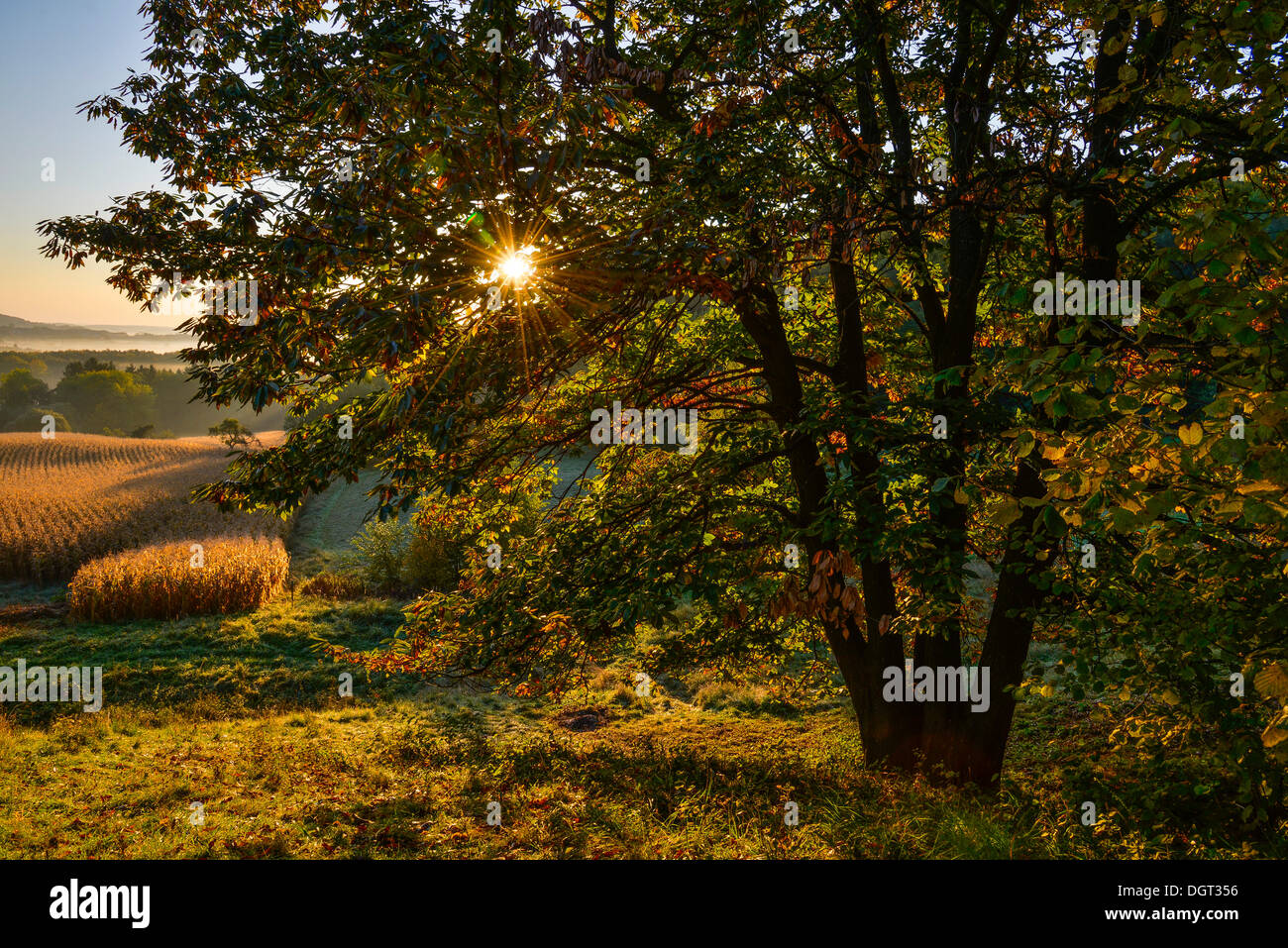 Albero di castagno in autunno con sunray, della Stiria Orientale hill country, Austria, Europa Foto Stock