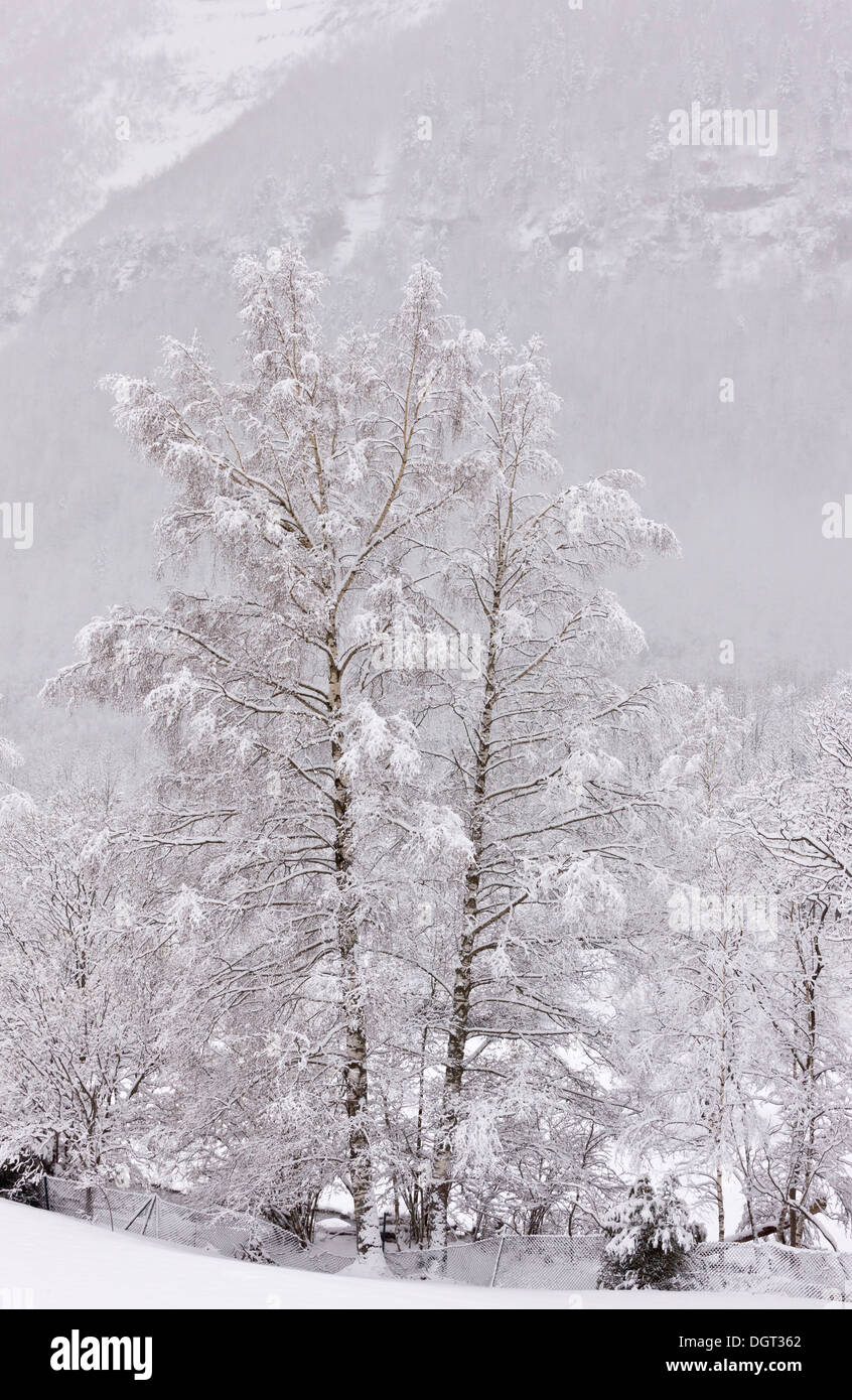 Argento betulle molla dopo la tempesta di neve, Pirenei Foto Stock