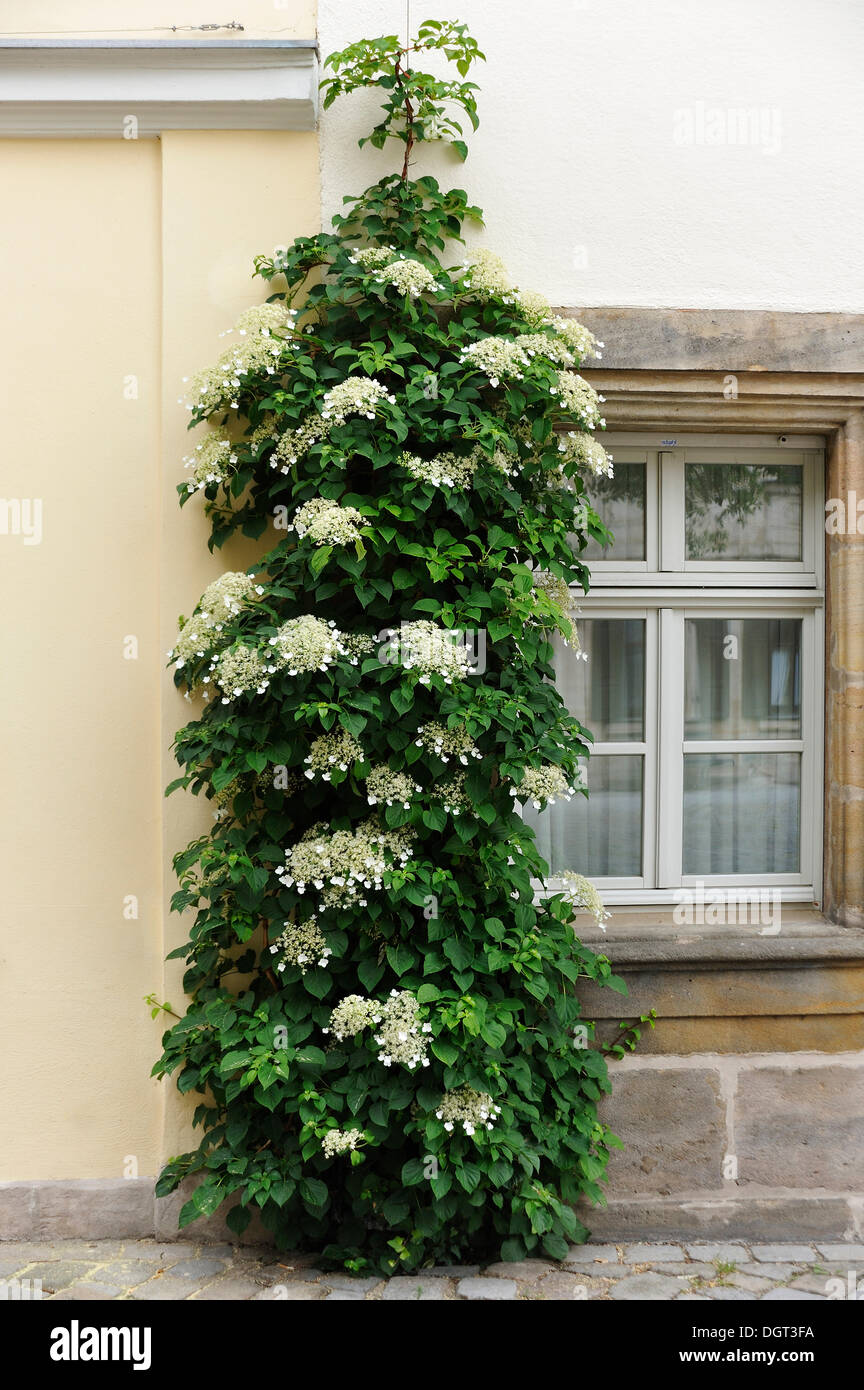 Arrampicata ortensia (Hydrangea petiolaris), in fiore, su una facciata, Erlangen, Media Franconia, Bavaria Foto Stock