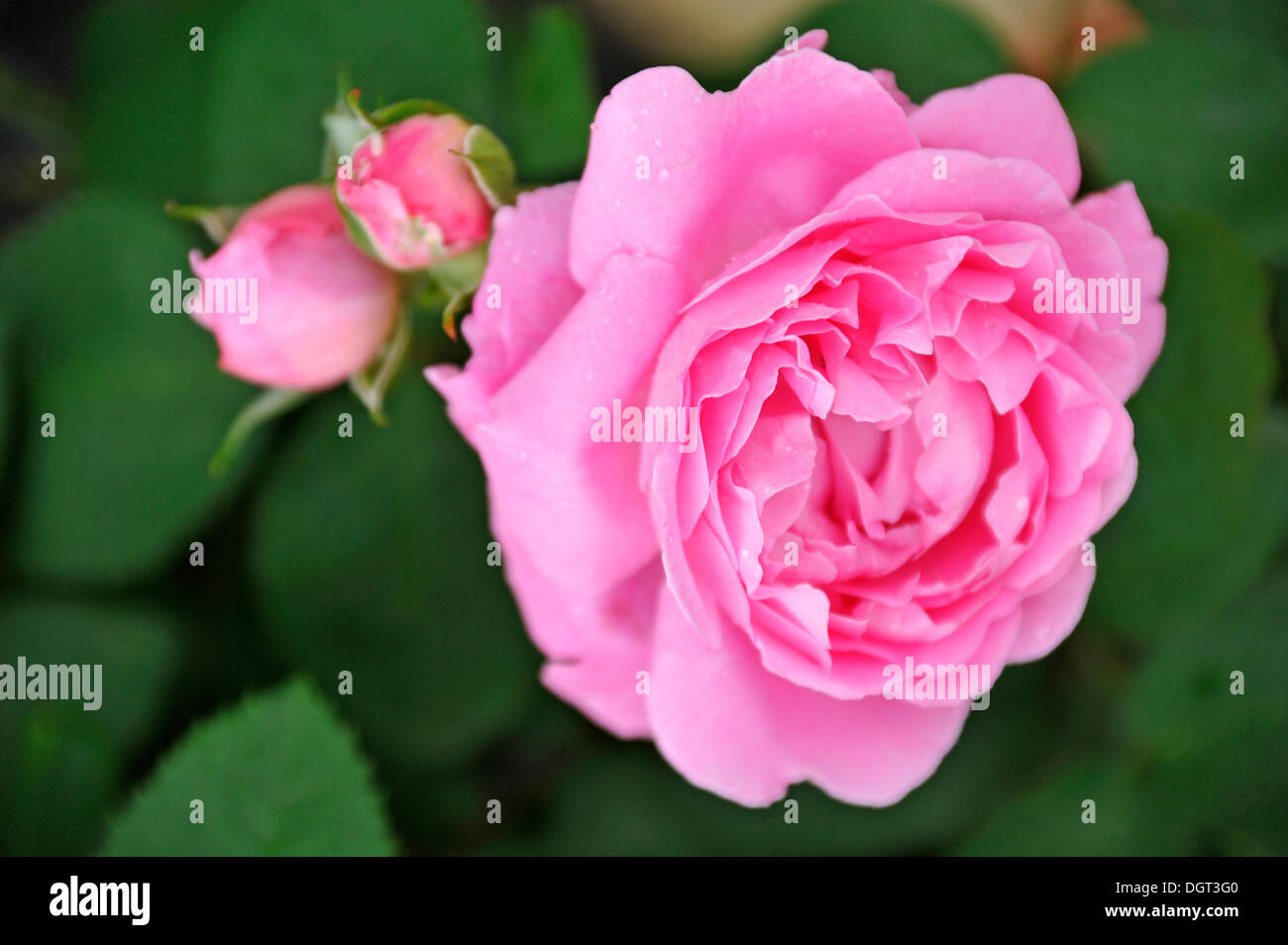 Fiore rosa e boccioli di rosa rampicante 'James Galway' (Rosa), Ringsheim, Baden-Wuerttemberg Foto Stock