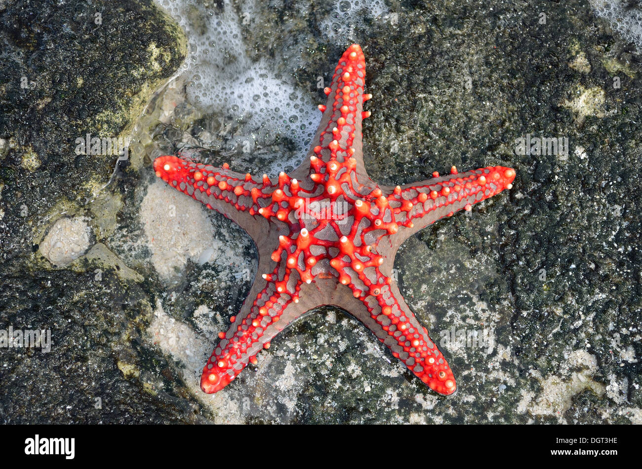Red starfish in Nakupenda isola di Zanzibar Foto Stock
