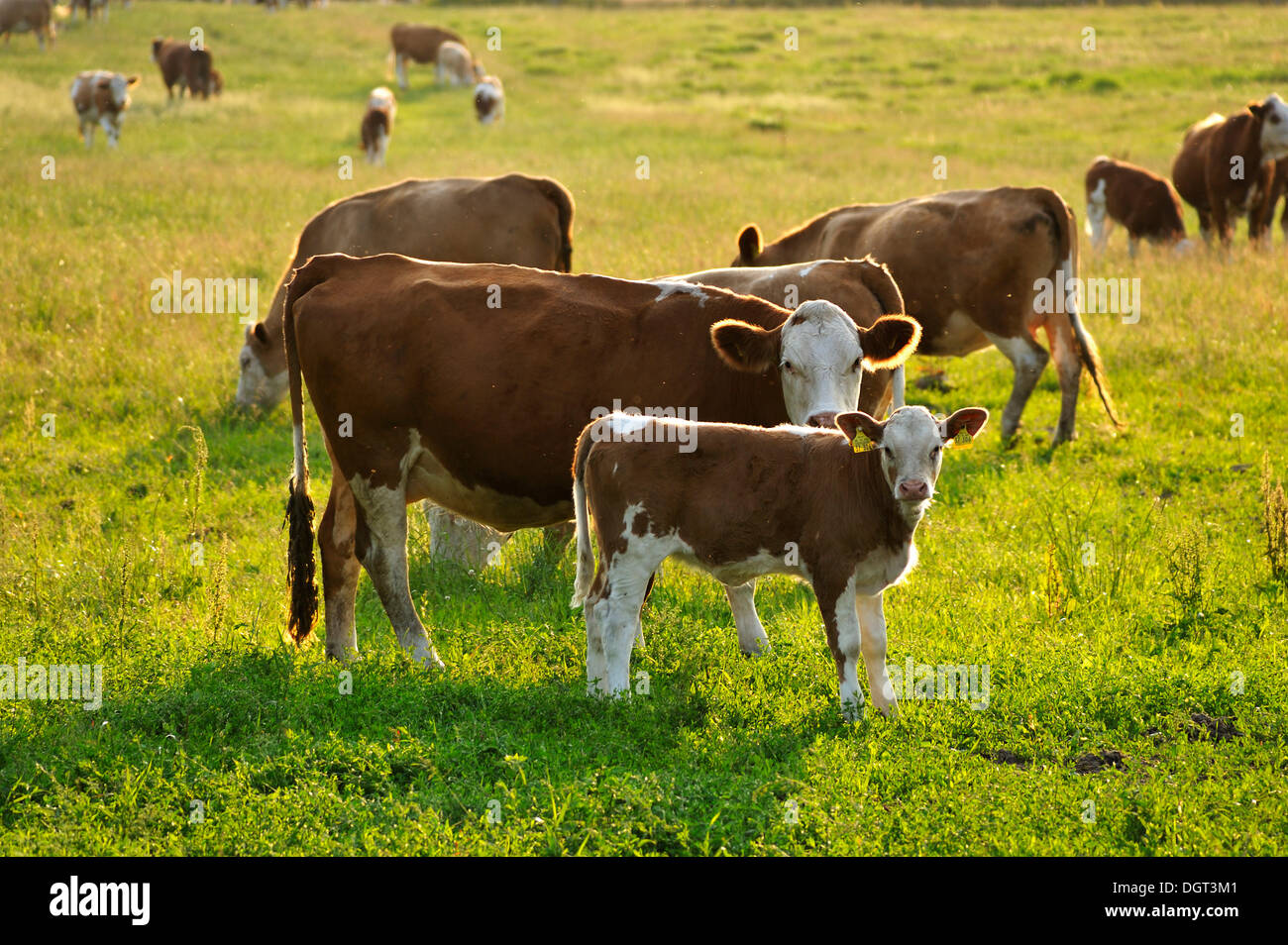 Vacca nutrice allevamento su un pascolo, mucca e vitello nella luce della sera, Kuhlrade, Meclemburgo-Pomerania Occidentale Foto Stock