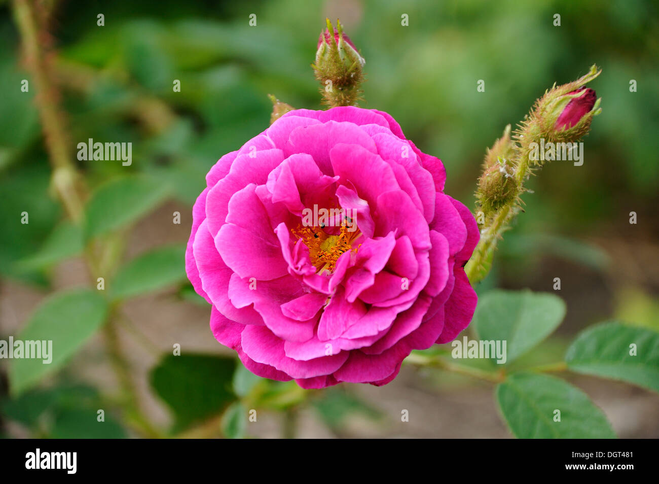 Viola fiori di un rosa (Rosa) con boccioli, Siemen lordo, Meclemburgo-Pomerania Occidentale Foto Stock