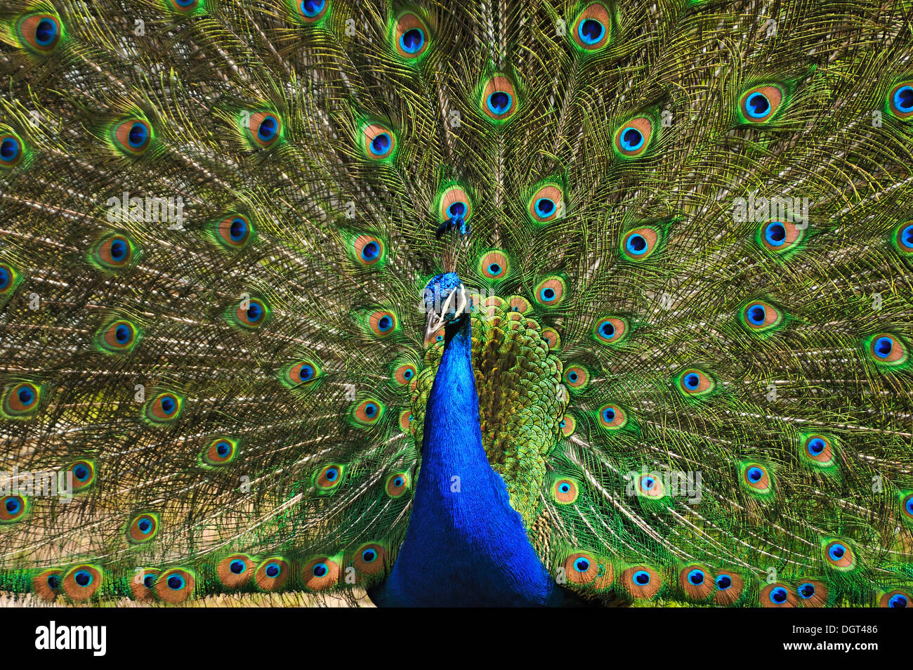 Peafowl blu (Pavo cristatus) Visualizzazione, Siemen lordo, Meclemburgo-Pomerania Occidentale Foto Stock