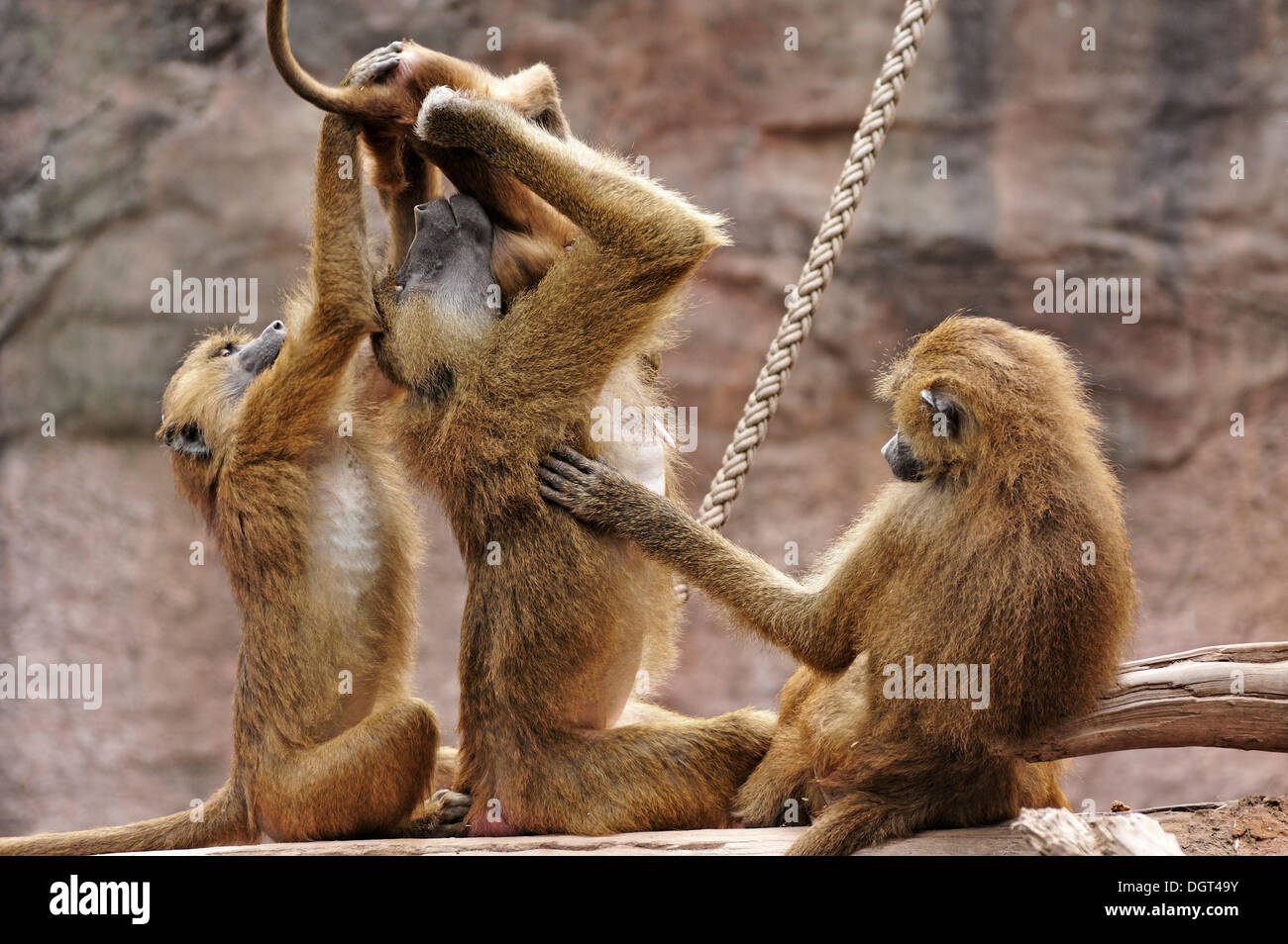 Gruppo di Guinea babbuini (Papio papio) giocando con un neonato su un tronco di albero, nativo per l'Africa occidentale, Zoo di Norimberga Foto Stock