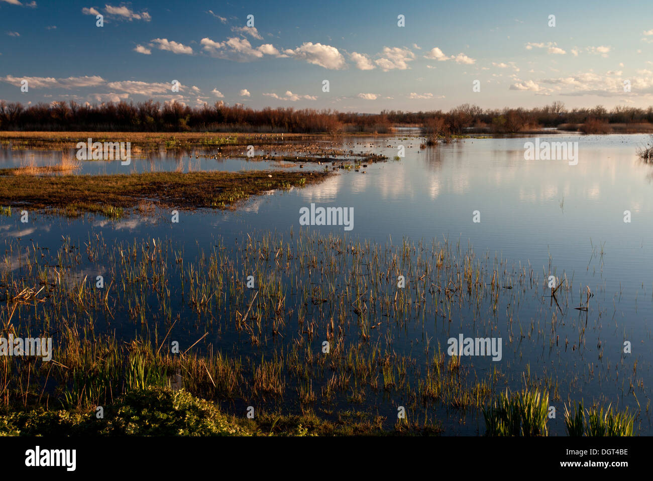 Vaste paludi, o marismas nel parco naturale / Parc Natural dels Aiguamolls de l'Empordà, Catalogna, Spagna Foto Stock