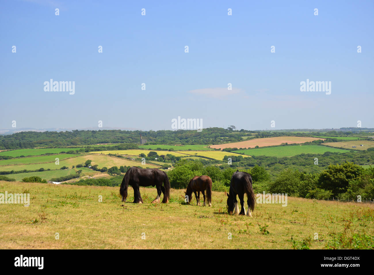 Cavalli al pascolo in campo a Healey's Cornish sidro Farm, Penhallow, Truro, Cornovaglia , in Inghilterra, Regno Unito Foto Stock