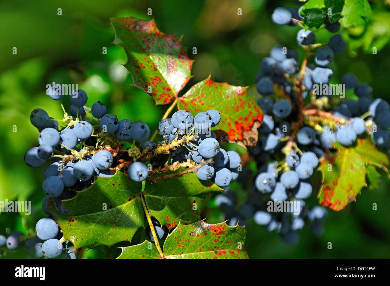 Oregon-UVA (Mahonia aquifolium), violacea tendente al nero frutti, Eckental, Media Franconia, Bavaria Foto Stock