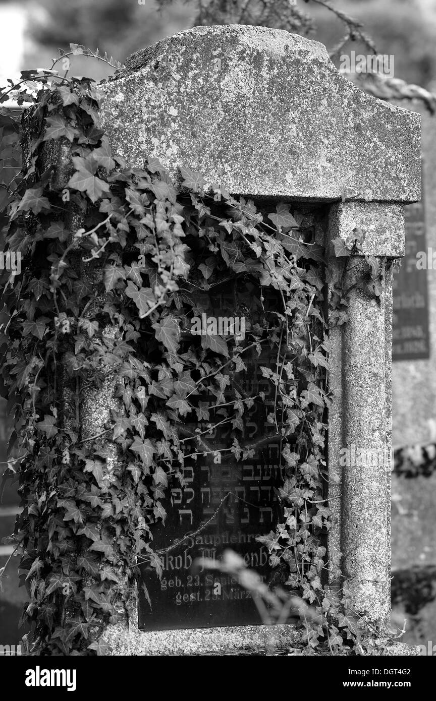 Lapide ricoperta di edera al terzo cimitero ebraico di 1897, Schnaittach, Media Franconia, Bavaria Foto Stock