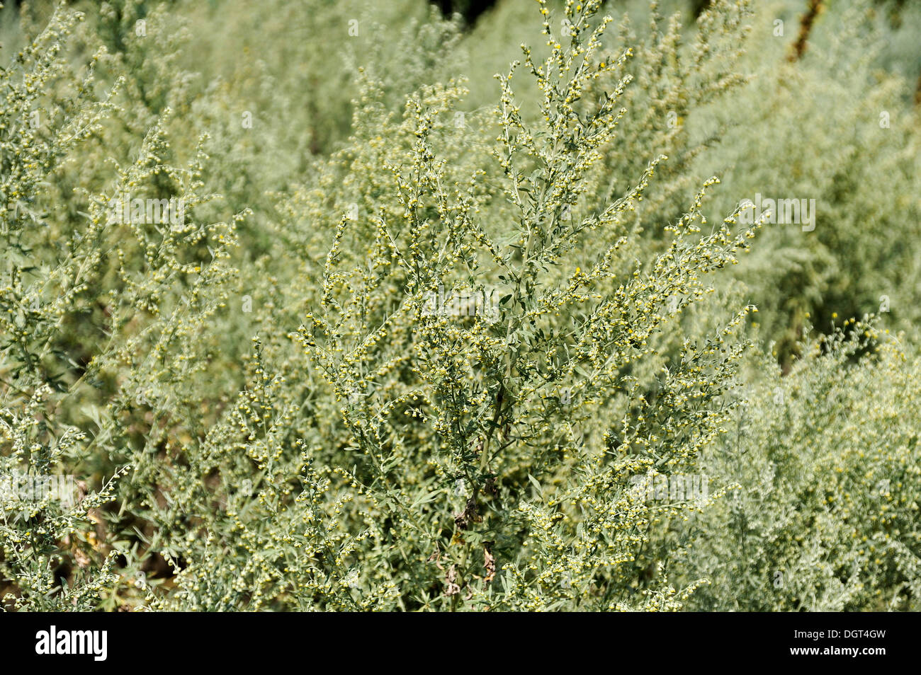 Absinthium, assenzio assenzio o comuni o assenzio (Artemisia absinthium) Foto Stock