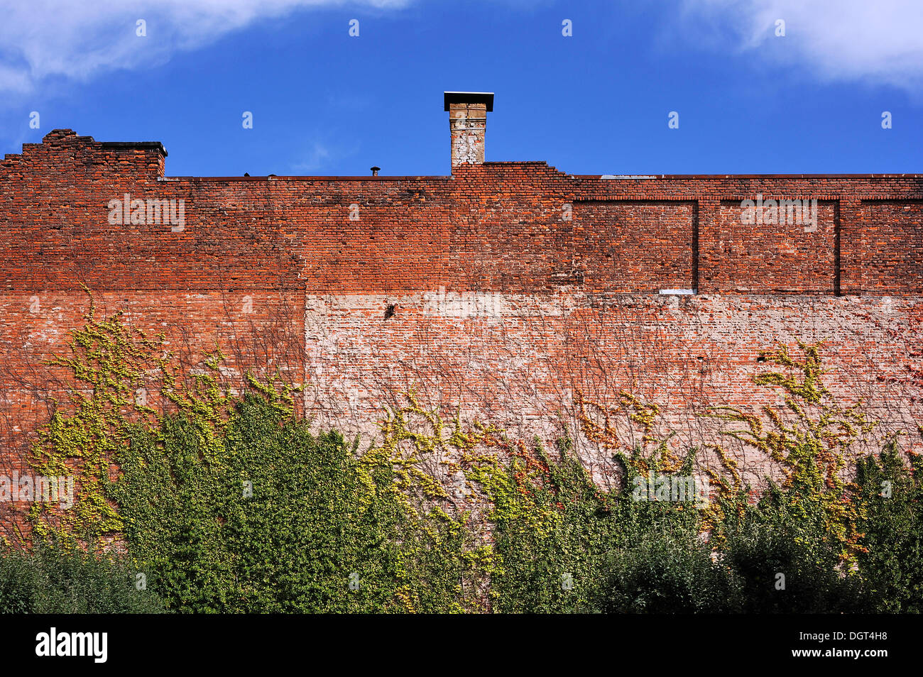 Il vecchio muro di mattoni di una ex fabbrica di spazzola ricoperta giapponesi con superriduttore o Boston Ivy (Parthenocissus tricuspidata), vista dal Foto Stock